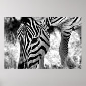 Poster Zebra nah (Vorne)
