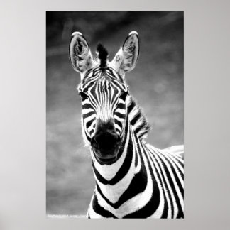 POSTER ZebraFoto von John A. Sylvester