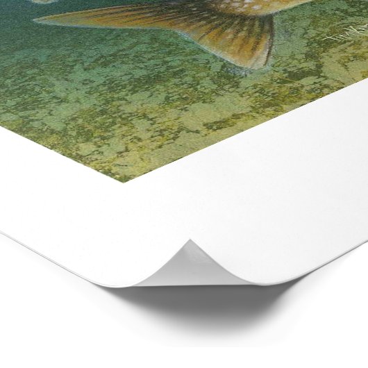 Poster zum Malen von Forellen (Ecke)