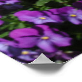 Poster, zwei Orange Island Poppies Poster (Ecke)