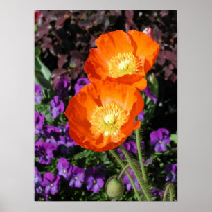 Poster, zwei Orange Island Poppies Poster