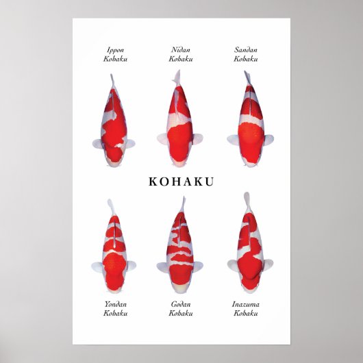 Posterart japanischer Koi-Fisch: Kohaku Poster (Vorne)