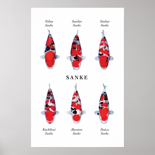Posterart japanischer Koi-Fisch: Sanke Poster (Vorne)