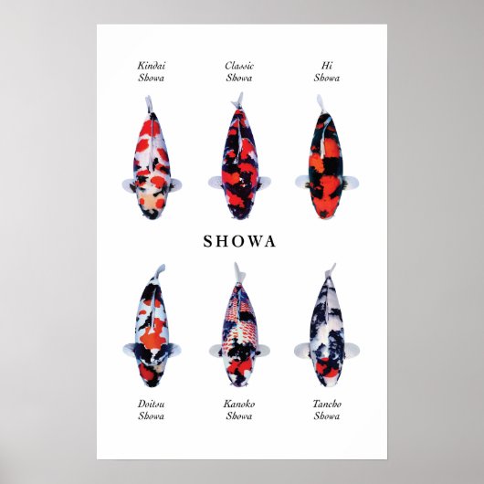 Posterart japanischer Koi-Fisch: Showa Poster (Vorne)