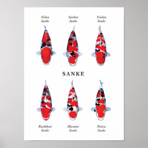 Posterart von japanischen Koi-Fischen: Sanke Poster