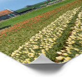 Posterdruck für Windmühle und Tulpen Poster (Ecke)