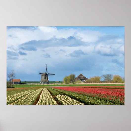 Posterdruck für Windmühle und Tulpen Poster (Vorne)
