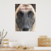 Posterhund Malinois Poster (Küche)