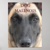 Posterhund Malinois Poster (Vorne)