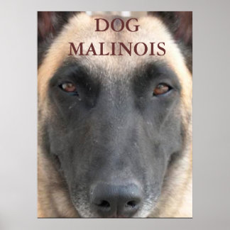 Posterhund Malinois Poster