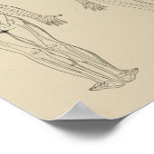 Posterium Ansicht Skelett Männliche Weibliche Prin Poster (Ecke)