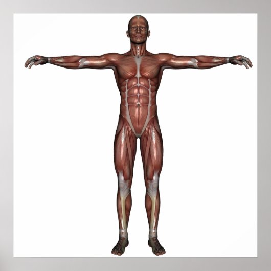 Postermuskel Poster (Vorne)