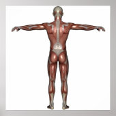 Postermuskel Poster (Vorne)