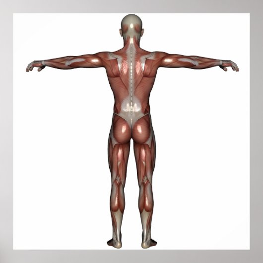 Postermuskel Poster (Vorne)