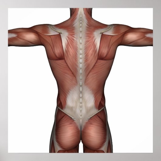 Postermuskel Poster (Vorne)