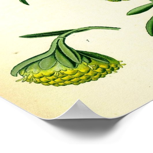 Posterwurzel Poster (Ecke)