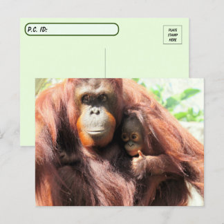 Posting Thumbs Up Orangutan Mama und Baby Postkarte