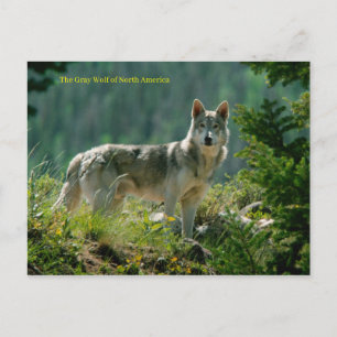 Postkarte