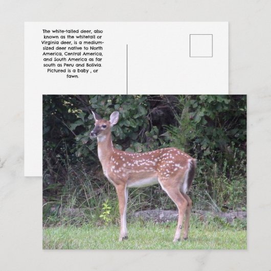 Postkarte (Vorne/Hinten)