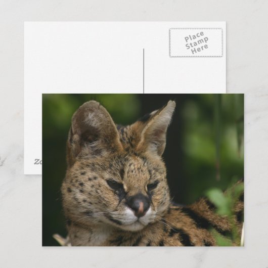 Postkarte (Vorne/Hinten)