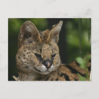 Postkarte