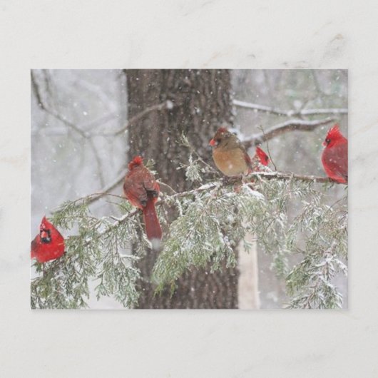 Postkarte (Vorderseite)