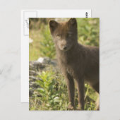 Postkarte (Vorne/Hinten)