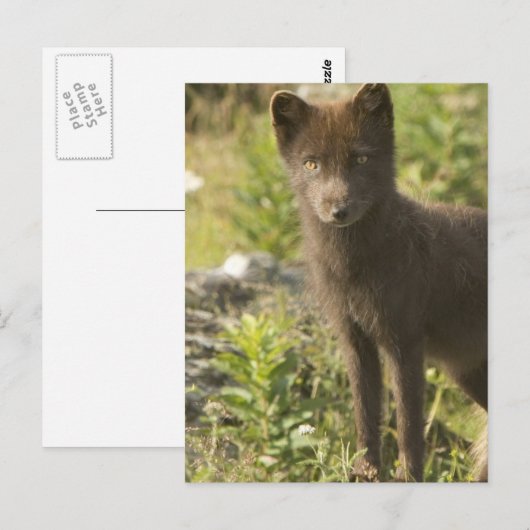 Postkarte (Vorne/Hinten)