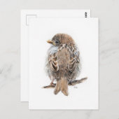 Postkarte (Vorne/Hinten)