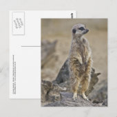 Postkarte (Vorne/Hinten)