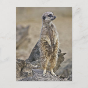 Postkarte