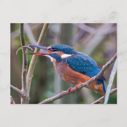 Postkarte (Vorderseite)
