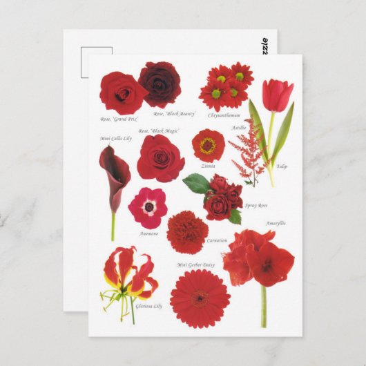 Postkarte (Vorne/Hinten)