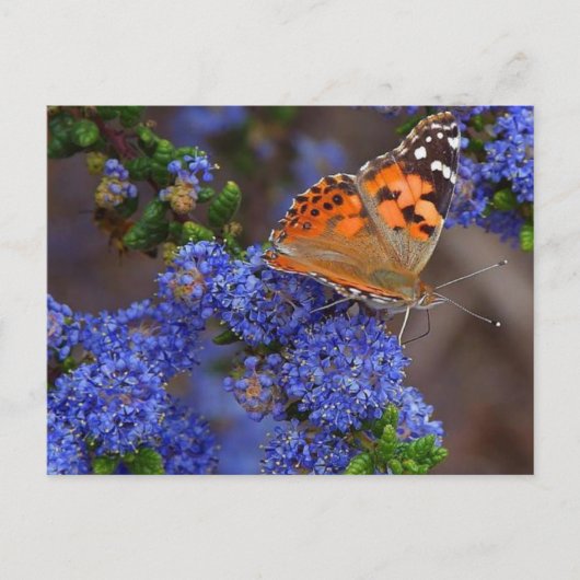 Postkarte (Vorderseite)