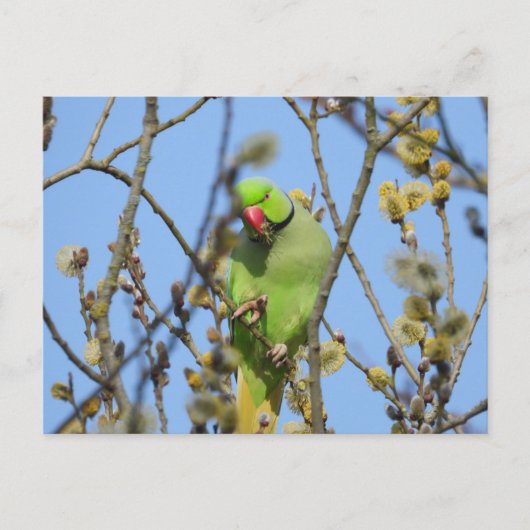 Postkarte (Vorderseite)