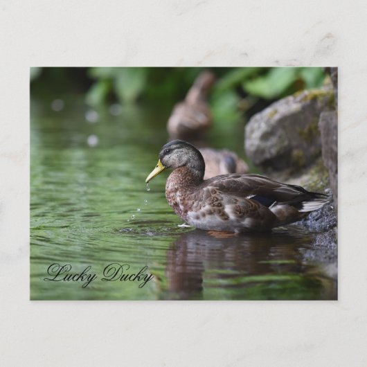 Postkarte (Vorderseite)