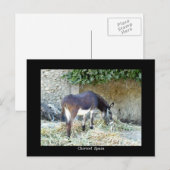 Postkarte (Vorne/Hinten)