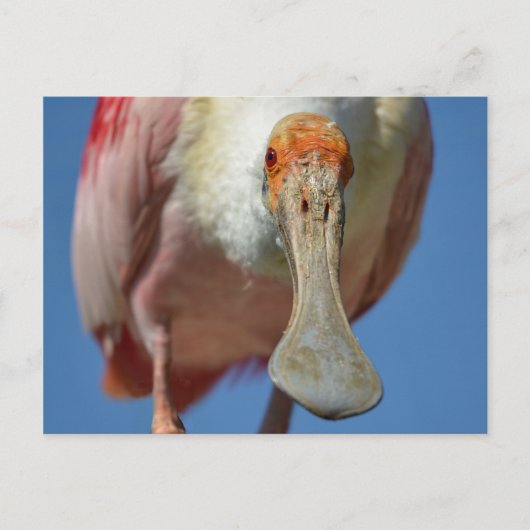 Postkarte (Vorderseite)