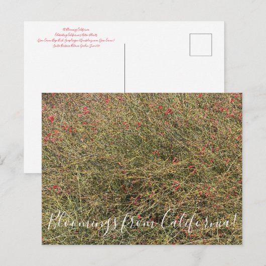 Postkarte (Vorne/Hinten)