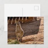Postkarte (Vorne/Hinten)