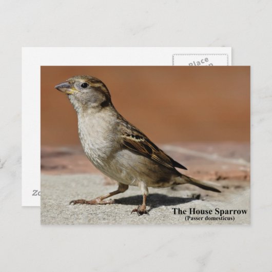 Postkarte (Vorne/Hinten)