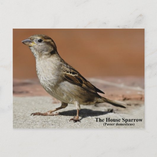 Postkarte (Vorderseite)