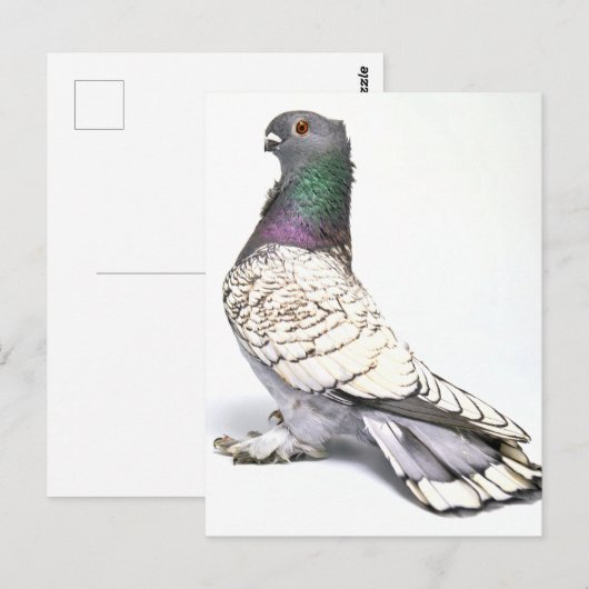 Postkarte (Vorne/Hinten)