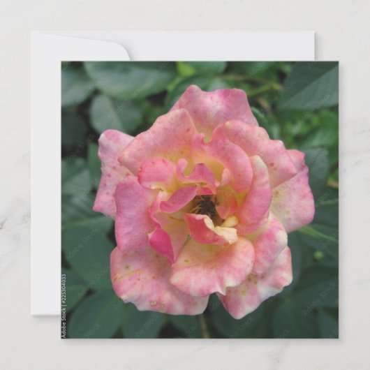 Postkarte (Vorderseite)