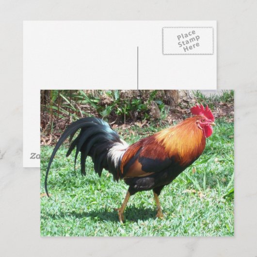 Postkarte (Vorne/Hinten)