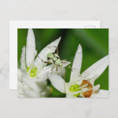 Postkarte (Vorne/Hinten)