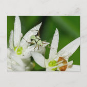 Postkarte (Vorderseite)