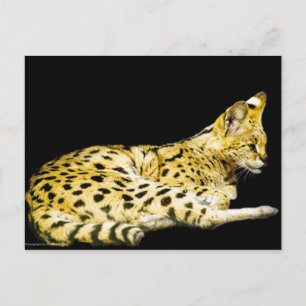 Postkarte