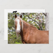 Postkarte (Vorne/Hinten)