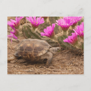Postkarte